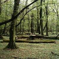 Spoločenstv enstvá rastlín lesné rozlišuje sa tropický prales - má veľa lián a epifytov, bažinové