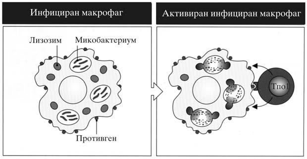Spiroski M i sorabotnici. ANALIZA NA SLU^AI OD IMUNOLOGIJA Slika 1.1: Aktivacija na fagocit.
