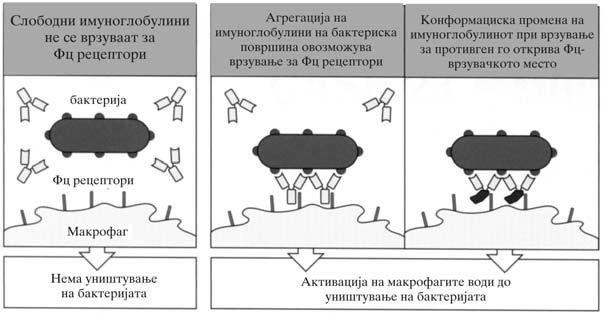 Slu~aj 12: Hemoliti~ka bolest na novorodeno fiksiraat C1kju. Poradi toa komplementno-ostvarenata hemoliza ne mo`e da bide objasnuvawe za hemoliti~nata bolest na novorodenoto.