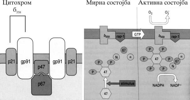 Slu~aj 1: Hroni~na granulomatozna bolest NBT, mikrobiciden test, oksidativen prasok i drugi testovi za precizno opredeluvawe na fagocitnite mehanizmi. Na Slika 1.