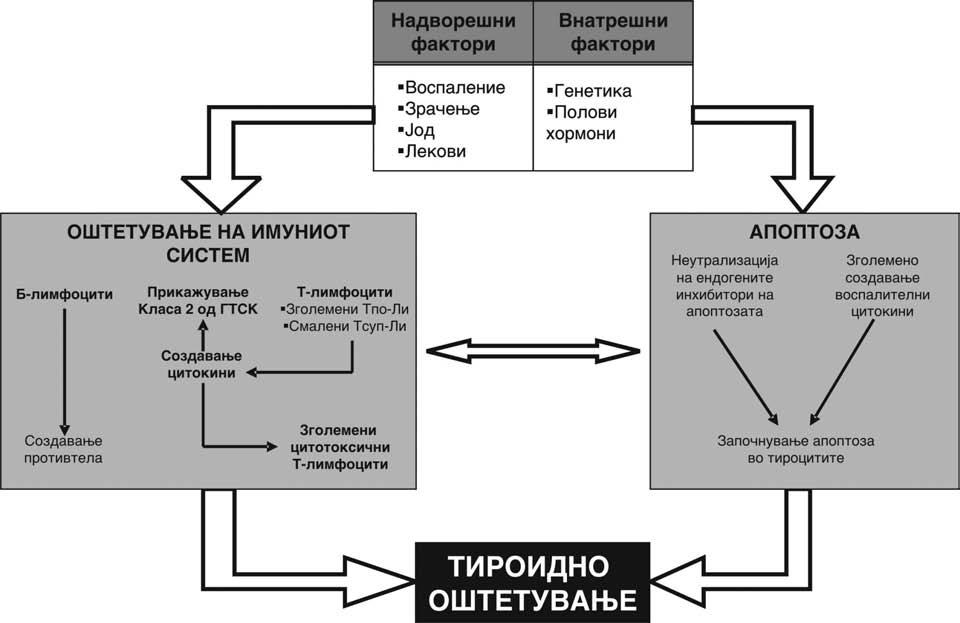 Slu~aj 14: Ha{imotov tiroidit (HT) timocitite, a kombinacija od opredeleni citokini, prisutni vo vospalenieto, bi mo`ele da ja prenaso~at inhibiranata apoptoza.