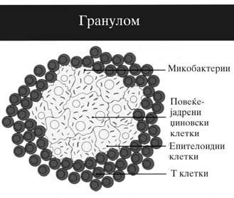 Kaj Sime, edniot od negovite bra}a, so vozrast od 9 godini, bil dobien negativen NBT test.