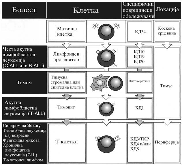 Spiroski M i sorabotnici. ANALIZA NA SLU^AI OD IMUNOLOGIJA Slika 3.1: T kleto~nite tumori pretstavuvaat monoklonski razrastoci od normalnata kleto~na populacija.