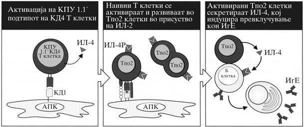 Spiroski M i sorabotnici. ANALIZA NA SLU^AI OD IMUNOLOGIJA Slika 3.4: Mehanizam na steroidno dejstvo.