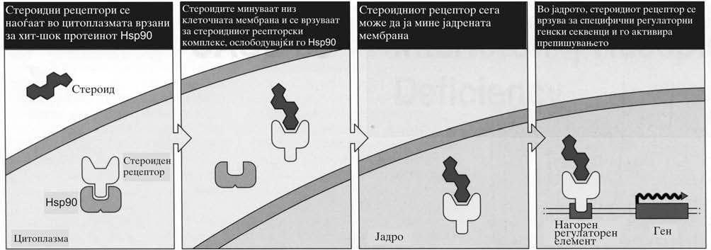 Vrzuvaweto na kortikosteroidite za receptorot doveduva do istisnuvawe na dimer na toplotniot- {ok protein (heat-shock protein) nare~en Hsp90, so {to go izlo`uva DNKvrzuva~koto podra~je na receptorot.