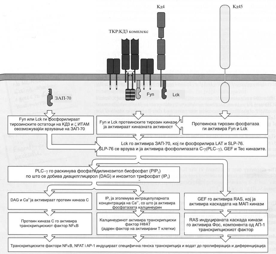 Slu~aj 4: Iks vrzan te`ok kombiniran imun nedostatok (TKIN) Slika 4.9: Vrzuvawe protivgen za T kleto~niot receptor predizvikuva serija biohemiski promeni vo T kletkata.