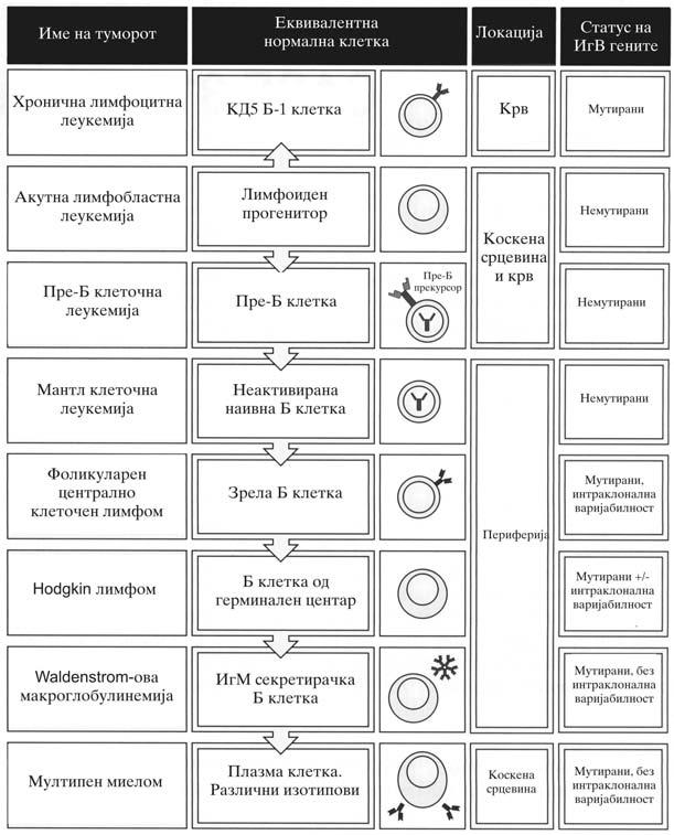 Spiroski Mi sorabotnici. ANALIZA NA SLU^AI OD IMUNOLOGIJA Slika 6.1: B-kleto~nite tumori se klonalni ekspanzii na B kletki vo razli~en stadium od razvoj.