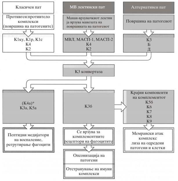 Spiroski M i sorabotnici. ANALIZA NA SLU^AI OD IMUNOLOGIJA Slika 7.1: [ematski prikaz na komponentite od komplementot i negovite efektorni svojstva.