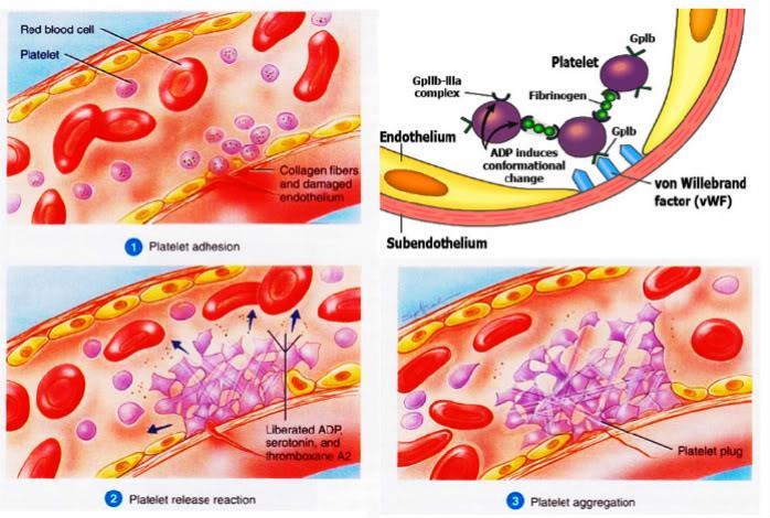 PRIMARNA HEMOSTAZA- in vivo