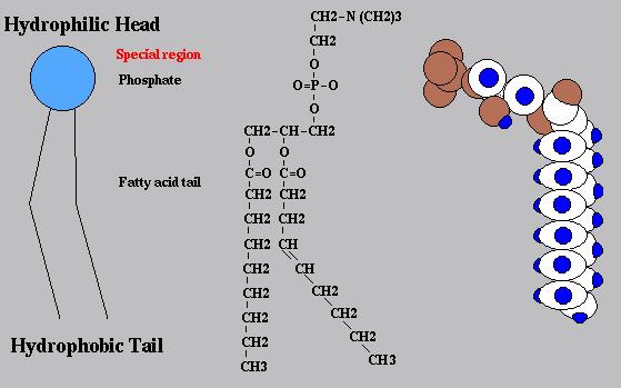 SPHINGOSINE PSPLIPID Rượu amine