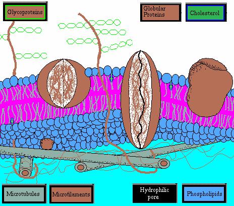 2 -O-P=O Glycerol Choline -(CH 2 ) 22