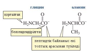 16.7 ПЕПТИДТІК БАЙЛАНЫСТЫҢ РӨЛІ N-қорғану жəне С-белсенделудің синтезделуі Полипептидтерді синтездеудегі қиындықтардың бірі екі функционалдық топтарын əртүрлі əдістермен біріктіруден алынған құрылысы