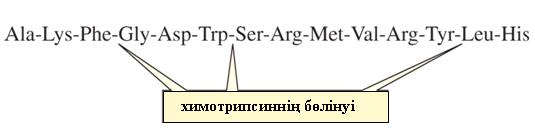 С-соңғы амин қышқылдарын (аргинин мен лизиннен басқа) бөледі Трипсин С-жағындағы аргинин мен лизинді гидролиздейді Химотрипсин Ароматты алты мүшелі сақиналары бар (Phe, Tyr, Trp) С-амин қышқылды