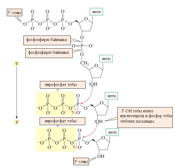 нуклеотидтің 3 1 -ОН тобының фосфорангидридтік байланысын үзіп жəне пирофосфатты бөліп екінші нуклеотидтің трифосфатындағы фосфорды нуклеофилді шабуылдауының нəтижесінде пайда болады (фосфор рибозаға