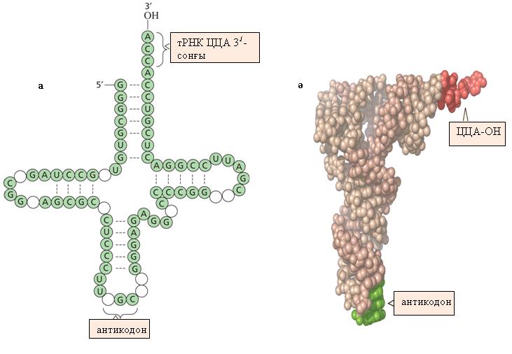 қарама-қарсы орналасқан жəне антикодон деп аталады (20.9 жəне 20.9ə-сурет). 20.9-сурет а. Тасымалдаушы РНҚ.