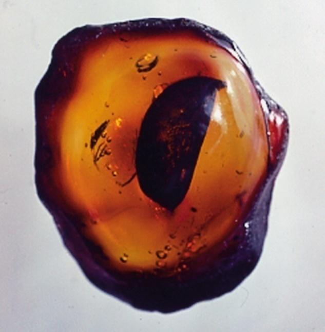 40 миллион жыл бұрынғы янтарь жапырағында сақталған ДНҚ-ны ПТР көмегімен ампифицирлеген, содан кейін секвенирлеген.