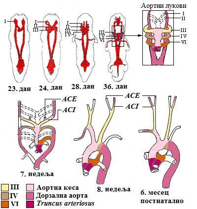 ACA), средњa мождана артерија (arteria cerebri media ACM) и предњa хороидна артерија (arteria choroidea anterior AChA), док ће од каудалнe поделe настати задња мождана артерија (arteria cerebri