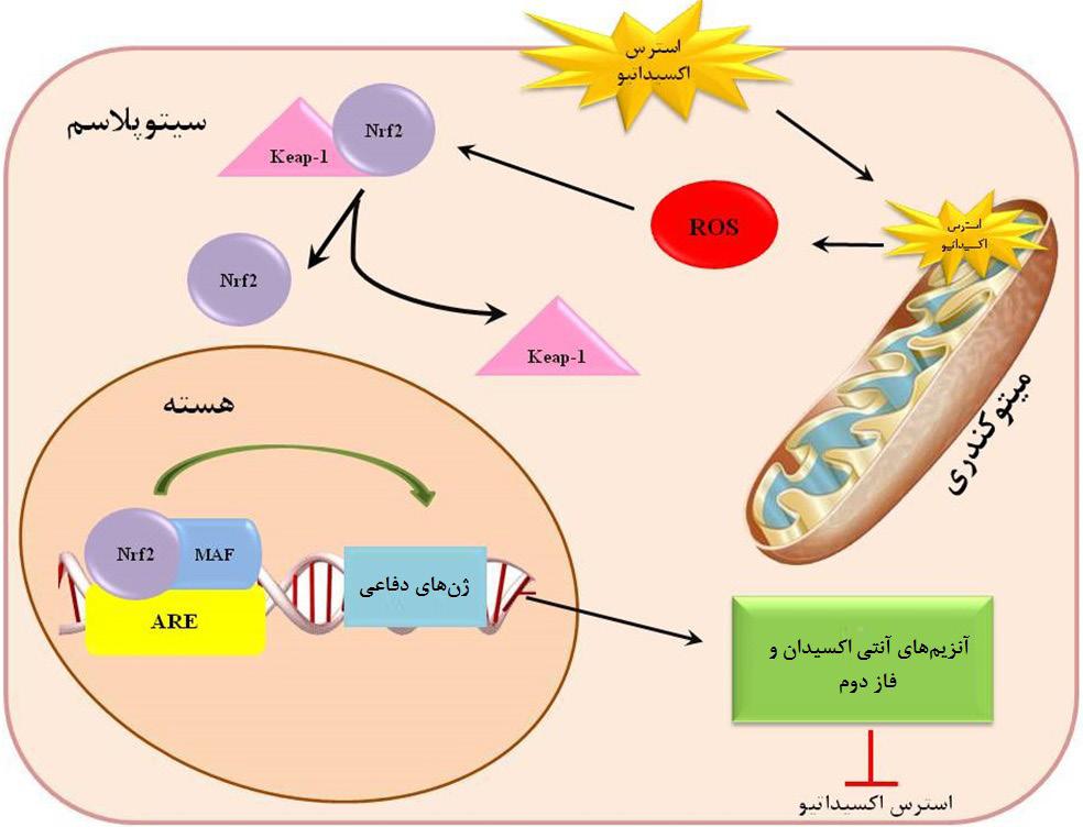 1393 زمستان اول شماره سوم دوره Downloaded from shefayekhatam.ir at 14:57 +0430 on Saturday August 25th 2018 [ DOI: 10.18869/acadpub.shefa.3.1.145 ] مغز در 17 )8-OHdG( گوانوزين داکسي -هيدروکسي 8 بیان میزان نوکلئیک اسیدهای اکسیداتیو آسیب گیری اندازه برای میتواند نشان بیماران مغز در 8-OHdG میزان سنجش )2(.