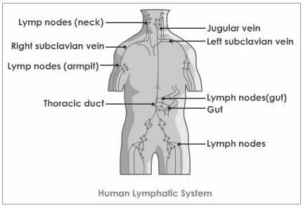 THE LYMPHATIC