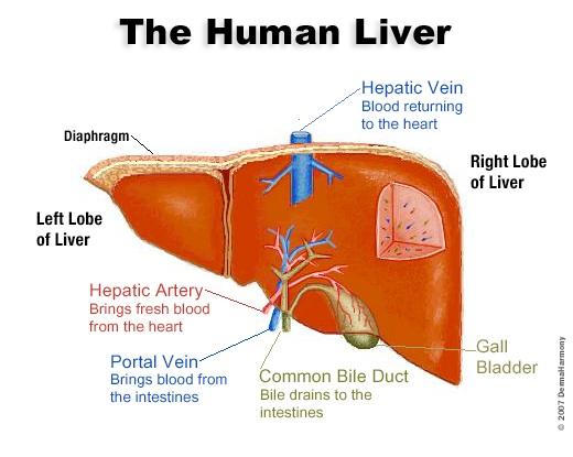 LIVER AND