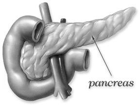 PANCREAS