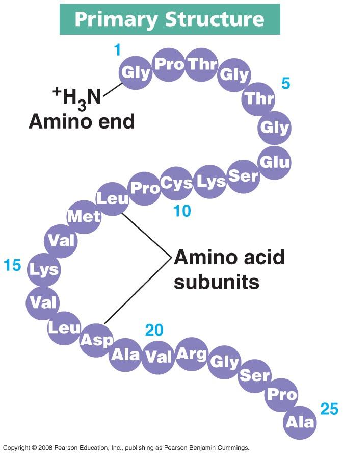 PROTEIN STRUCTURE