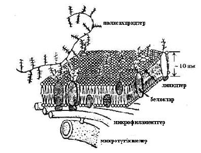 бойымен де бӛлініп тарайды, сондықтан олардың ішкі қҧрылысын кӛруге болады. Кейбір белоктық молекулалар липидті биқабатқа батырылған тҥрде немесе оны тесіп ӛтуі мҥмкін екені де дәлелденген.