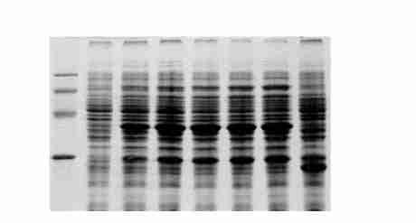 30 GST(Fig 6B) MUC1ΠY ; 15 (70 % 80 %) ( Fig 5) kd N, GSTGS2 25 % 30 % GHASS, G S Bam H 8 MUC1ΠY N Fig 4 Induction of protein