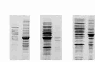 GEX22TΠDH5 214 GST2Yex Fig 5 Effect of induction temperature on the solubility of GST2Yex 1 Soluble proteins ; 2 Inclusion