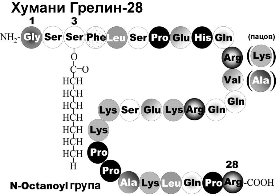 Увод аминокиселинских секвенци сличним грелину (Kojima и сар. 19