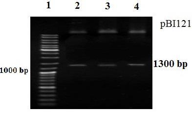 هضم آنزیمی بر روی چند کلونی مختلف از نوترکیب حاوی ژن EI ستون 1: نشانگر اندازه )100 DNA جفت بازی( ستون 3 2 و 2: پالسمید ptz57r/t حاوی قطعات SacI کایمریک دو قسمتی EI برش خورده با آنزیمهای XbaI و Figure