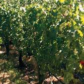 FUNGICID SISTEMIČNOG I PREVENTIVNOG DELOVANJA namenjen suzbijanju plamenjače vinove loze (Plasmopara viticola).
