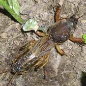 INSEKTICIDI ZEMLJIŠNI GRANULISANI NESISTEMIČNI INSEKTICID koristi se za suzbijanje najznačajnijih zemljišnih štetočina u povrtarskim usevima, larvi žičnjaka (Elateridae), grčica (Scarabeidae), kao i