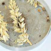 ) primenjuje se u uređajima za vlažno tretiranje semena strnih žita. Pre mešanja sa drugim preparatima potrebno je proveriti kompatibilnost između preparata.