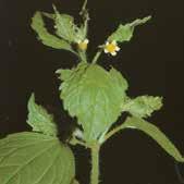 GIRASOLIN HERBICIDI AKTIVNA MATERIJA: Flurohloridon 250 g/l FORMULACIJA: EC - koncentrat za emulziju DELOVANJE: usvaja se korenom, stablom i koleoptilom ali uz ograničeno kretanje u biljci.