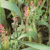 chamomila), dimnjača obična (Fumaria officinalis), smrdelj čvorasti (Galeopsis tetrachit). kod kukuruza i suncokreta, u cilju proširenja spektra delovanja, može se kombinovati sa herbicidom Mont 960.