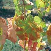 FUNGICID SA PREVENTIVNIM DELOVANJEM koristi se u zasadima vinove loze za suzbijanje prouzrokovača plamenjače vinove loze (Plasmopara viticola), crvenila lišća (Pseudopeziza tracheiphila) i crne