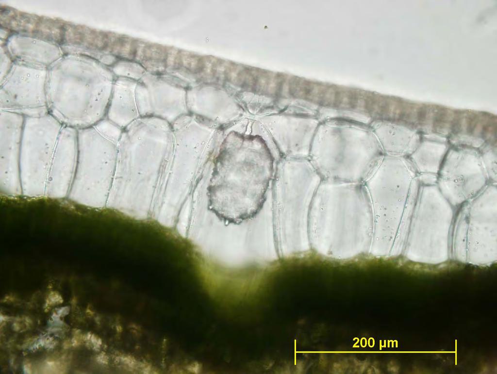 Ficus elastica mineralizacija celične stene - sekundarne spremembe celične stene -