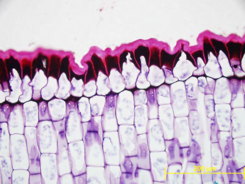 Agave americana kutinizirana celična stena - sekundarne spremembe celične stene -