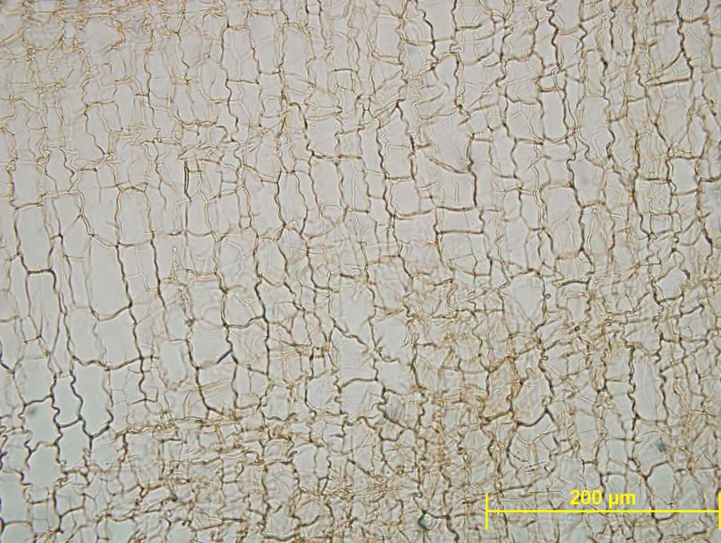 Quercus suber oplutenela celična stena - sekundarne spremembe celične