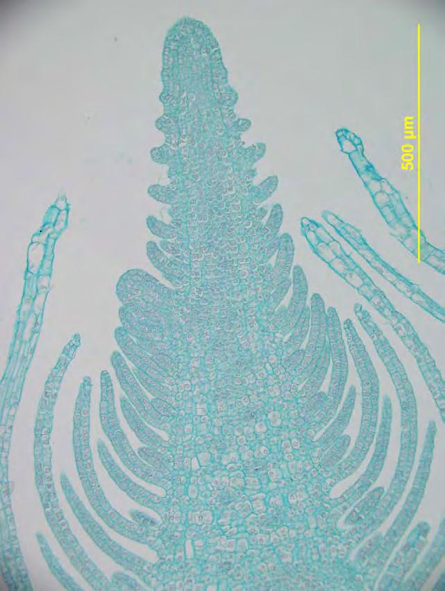 Elodea canadensis rastni vršiček stebla, meristem inicialne celice - vzdolžni prerez rastnega vršička -tunika