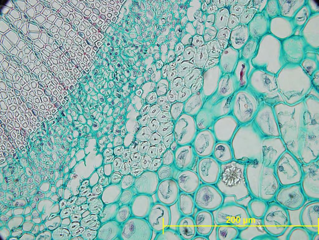 Ilex aquifolium sklerenhimska vlakna -prečni prerez lista - mehanska tkiva - sklerenhimi