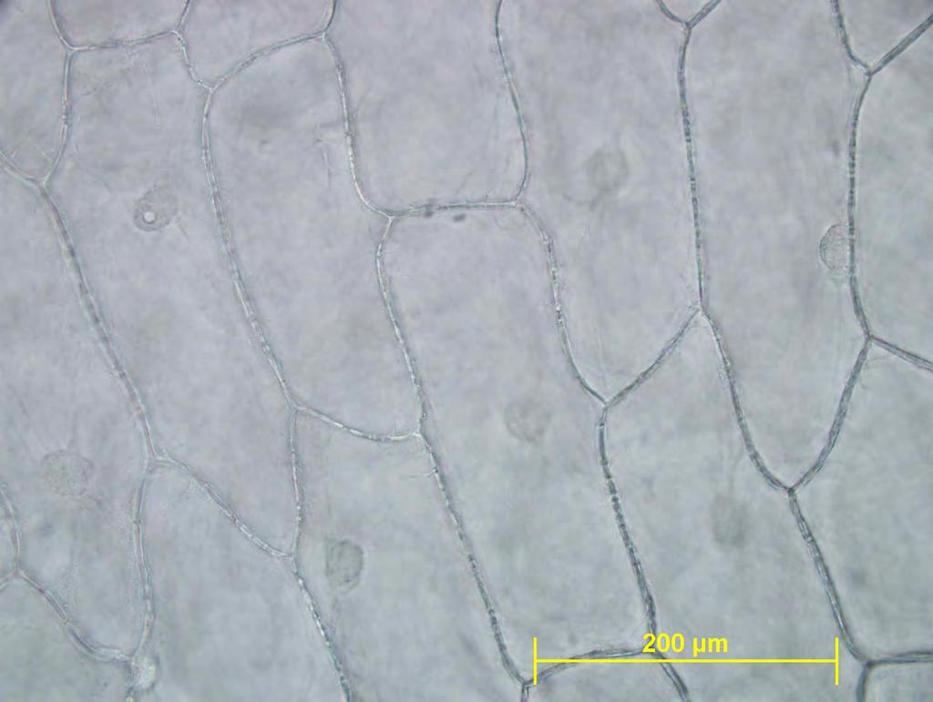 Allium cepa - evakriontska celica - tkivo - gibanje citoplazme -