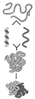 proteina: povezivanje sekvenci AK H-vezama: α-lanci i β-ploče tercijarna struktura proteina: -savijanje proteina interakcijama izmeñu lanaca -precizna 3D geometrija uslovljava funkciju proteina