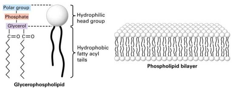 Lipidi ćelijske membrane kao ciljna mesta lekova Primer 1: opšti anestetici Ćelijska