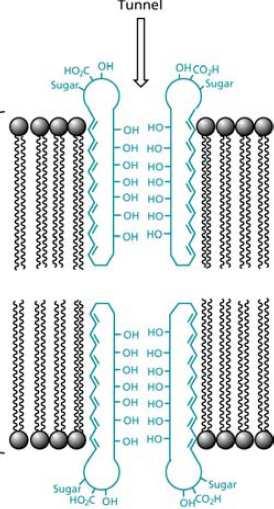 Lipidi ćelijske membrane kao ciljna mesta lekova: amfotericin B Primer 2: amfotericin B Amfotericin B -molekule amfotericina se grupišu u tunele kroz membrane