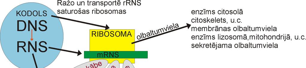 RNS un olbaltumvielu sintēze Šūnas sekretorā sistēma Membrānām un sekrēcijai paredzētās olbaltumvielas no sākuma sintezē