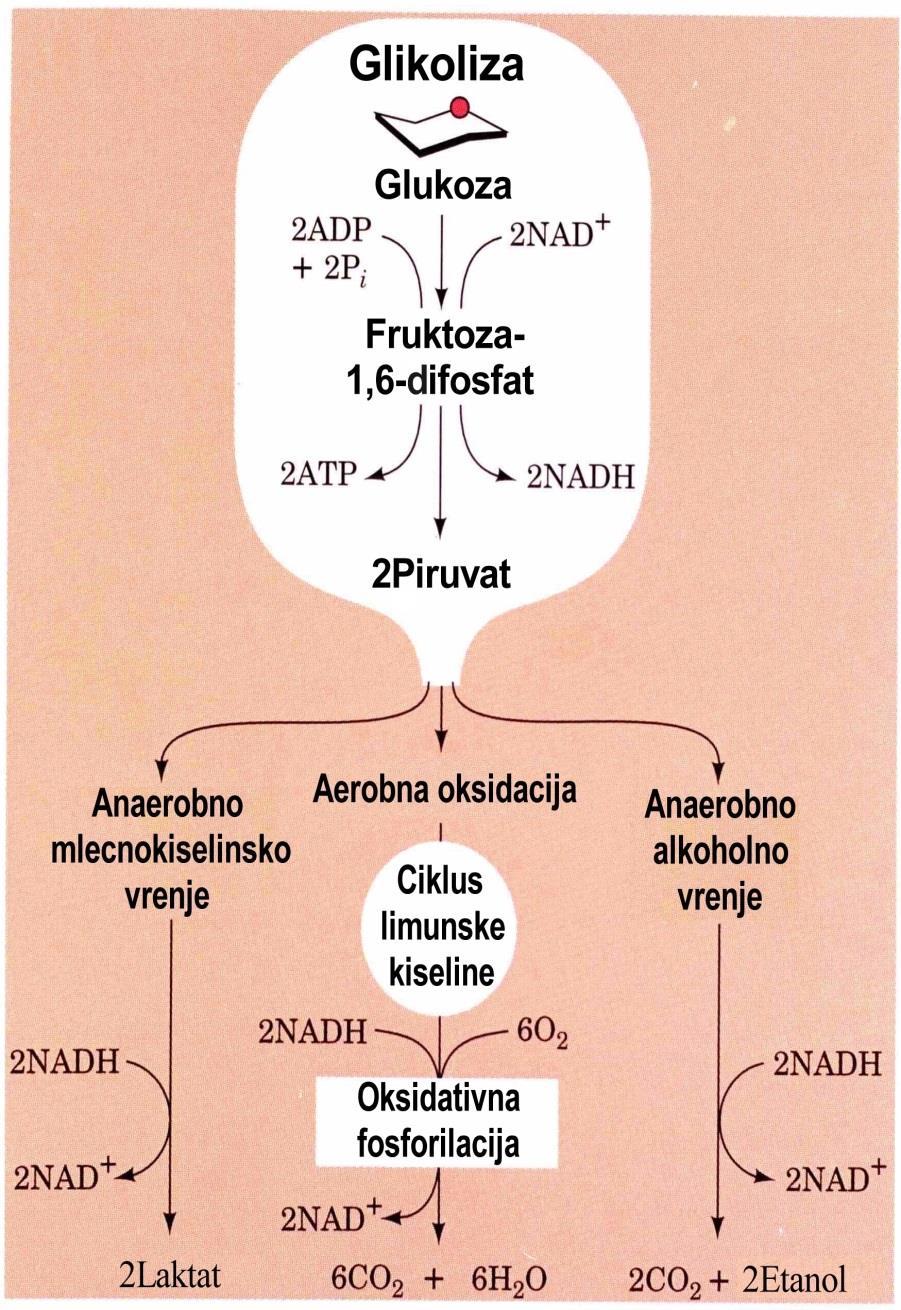 Zbirni pregled glikolize i ciklusa trikarboksilnih kiselina Glikoliza omogućava oksidaciju glukoze u uslovima sa ili bez O 2.