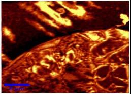 Echipament folosit: Scanning Near-field Optical Microscope - Witec alpha 300S/Witec/2008 Witec Gmbh Germany Rezolutie laterala approximativ 300 nm.