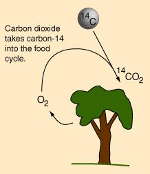 stopnj rdioktivnosti Ogljikov izotop 4C nstj v višjih